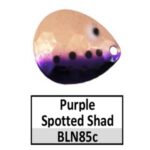 BLN85c Purple Spotted Shad