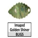 BLIGS Imaged Golden Shiner
