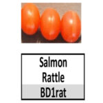 Salmon Rattle