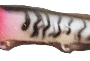 Body Baits Custom Painted UV enhanced – CBB-f9-redhead tiger
