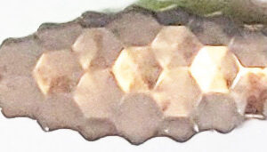 Willow Premium CP Spinner Blades